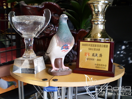 威廉杨-白色大盗26842 保证金级 拍卖