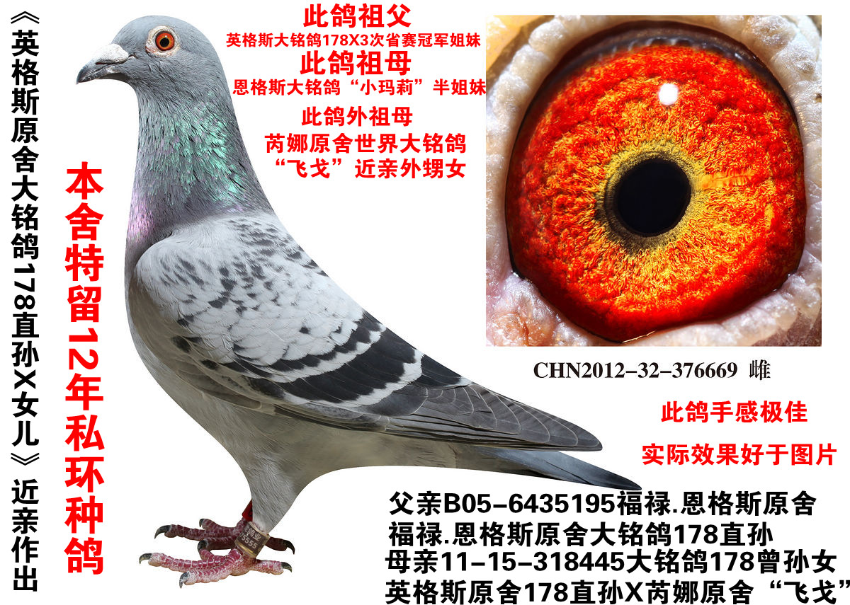英格斯大铭鸽178近亲 保证金级 拍卖