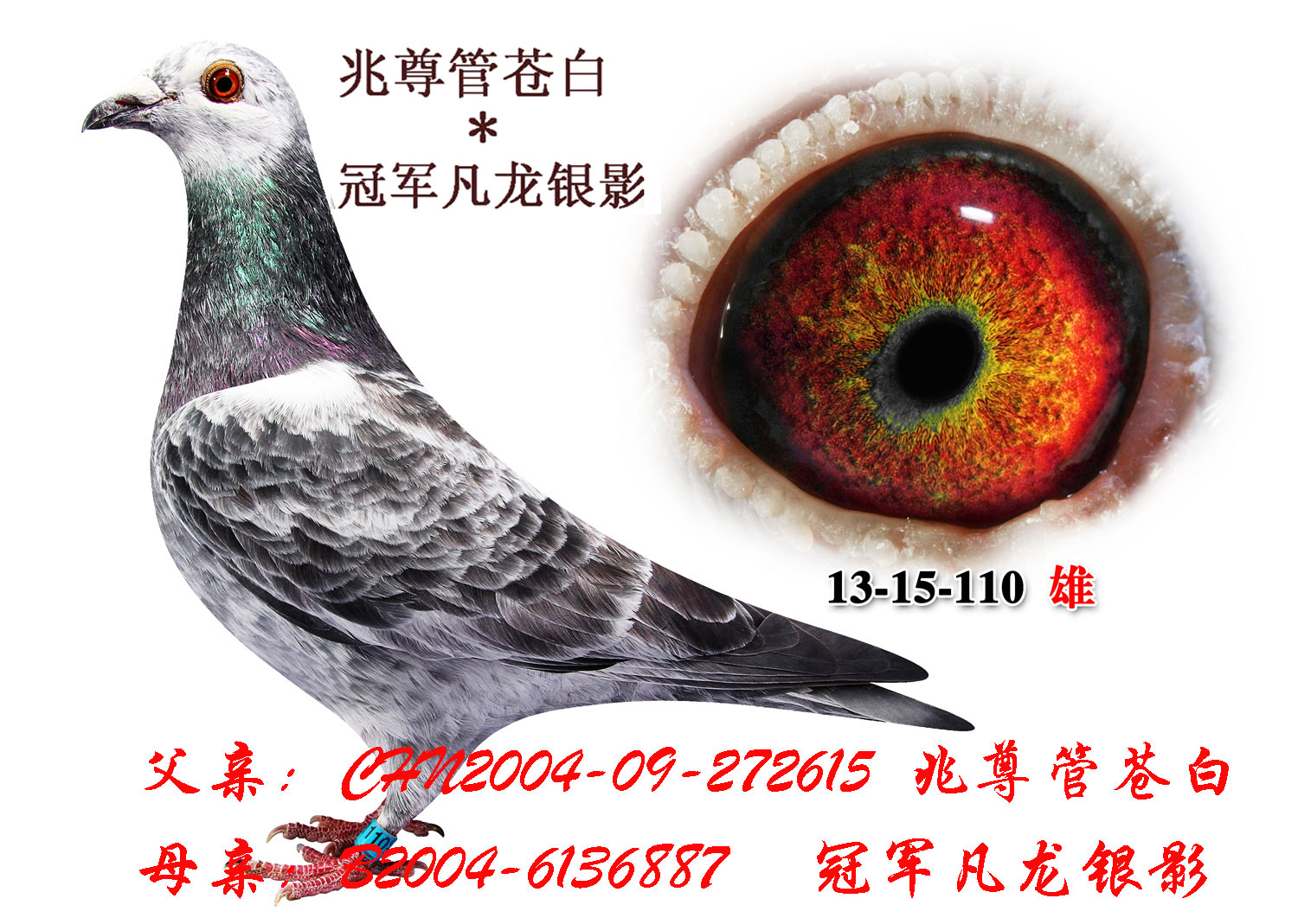 兆尊馆苍白*冠军凡龙银影 保证金级 拍卖