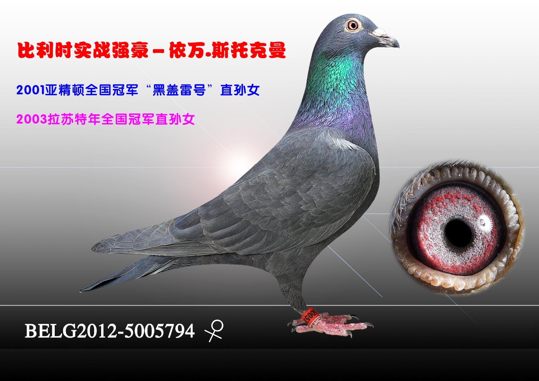 天津火箭基地鸽业 - 中信网铭鸽展厅 www.ag188.com