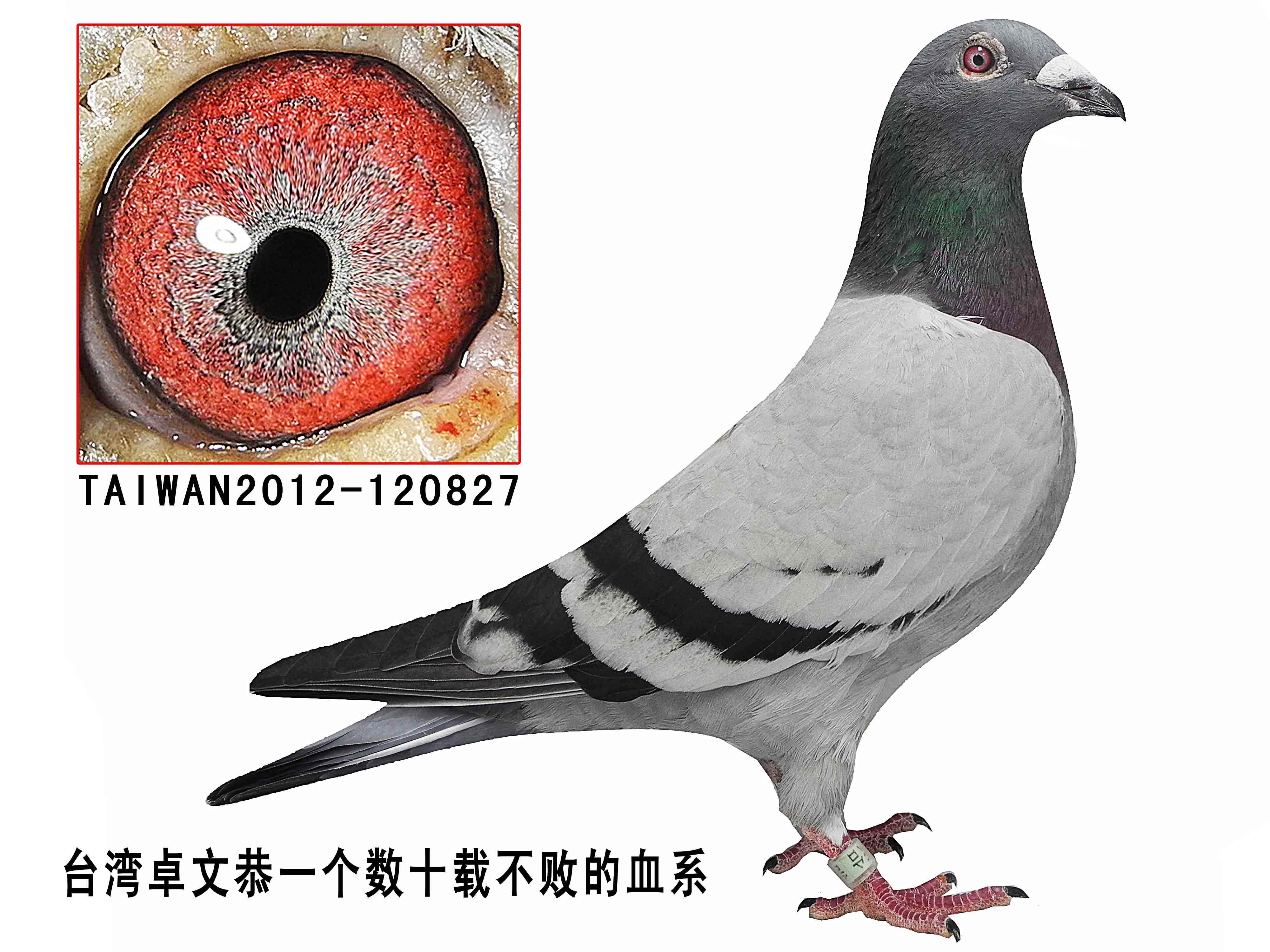 信鸽在线拍卖平台 - 中国信鸽信息网
