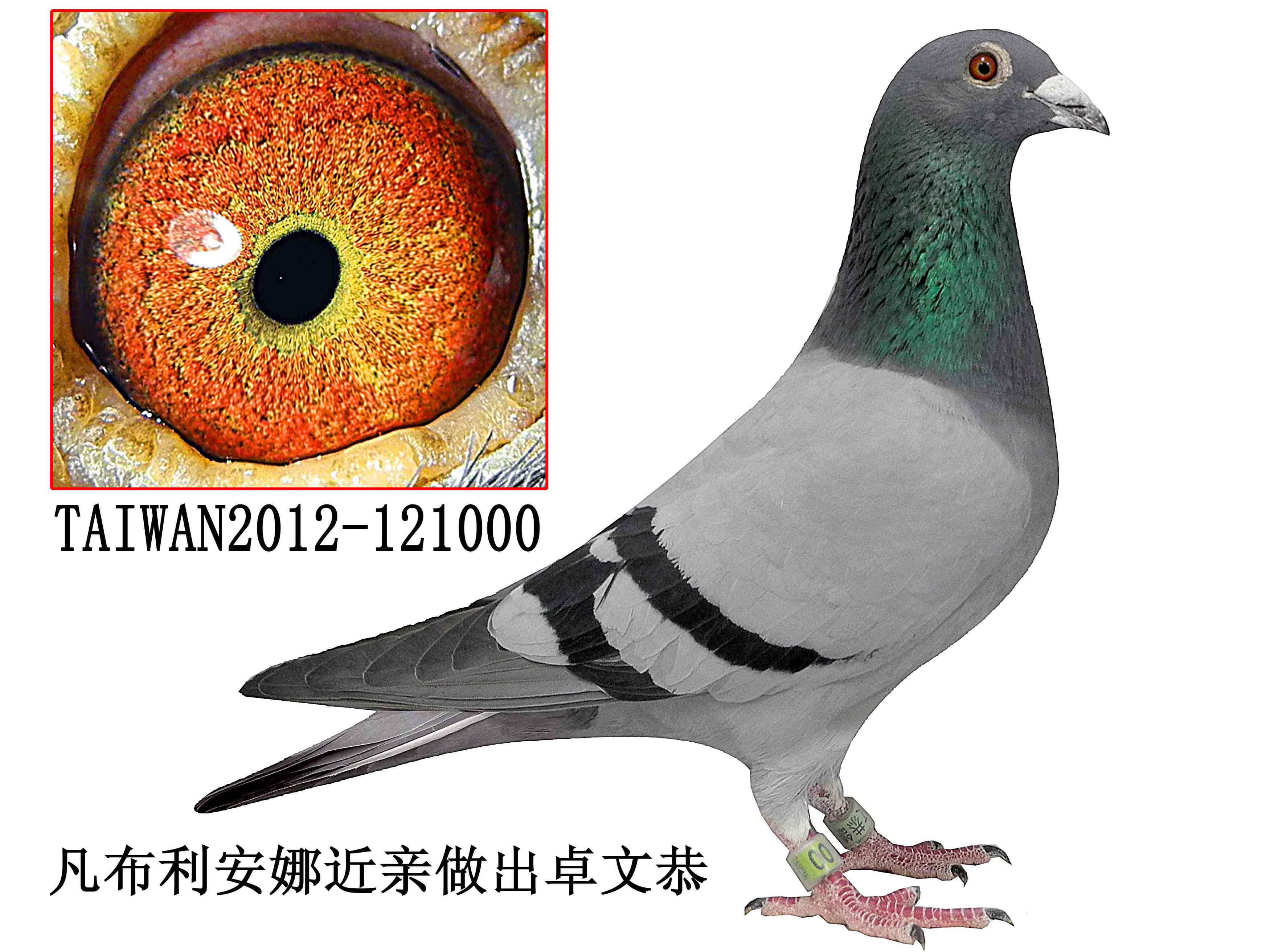 卓文恭15号展品 保证金级 拍卖