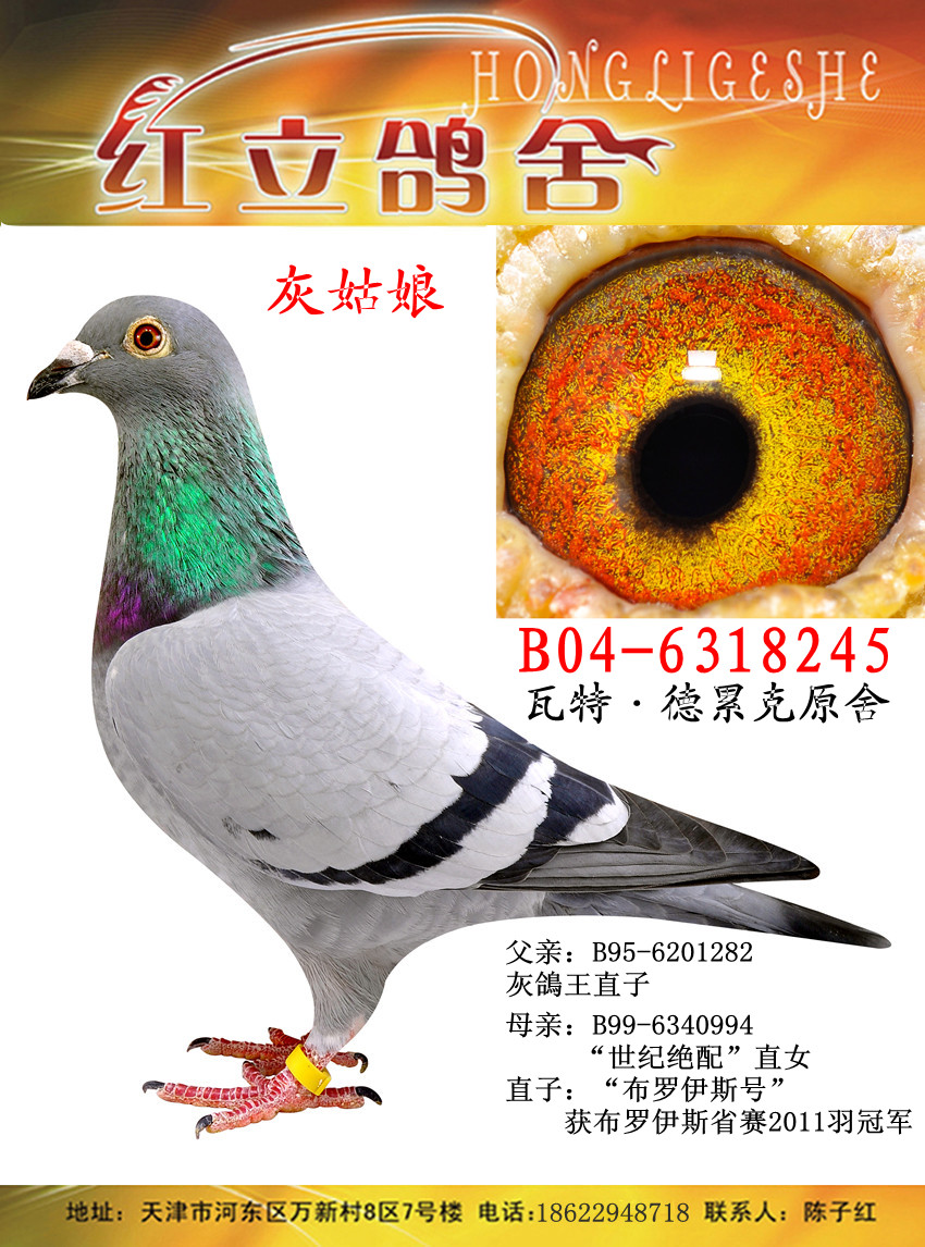 瓦特"灰鸽王"多重近血12-02-409363雄 保证金级 拍卖