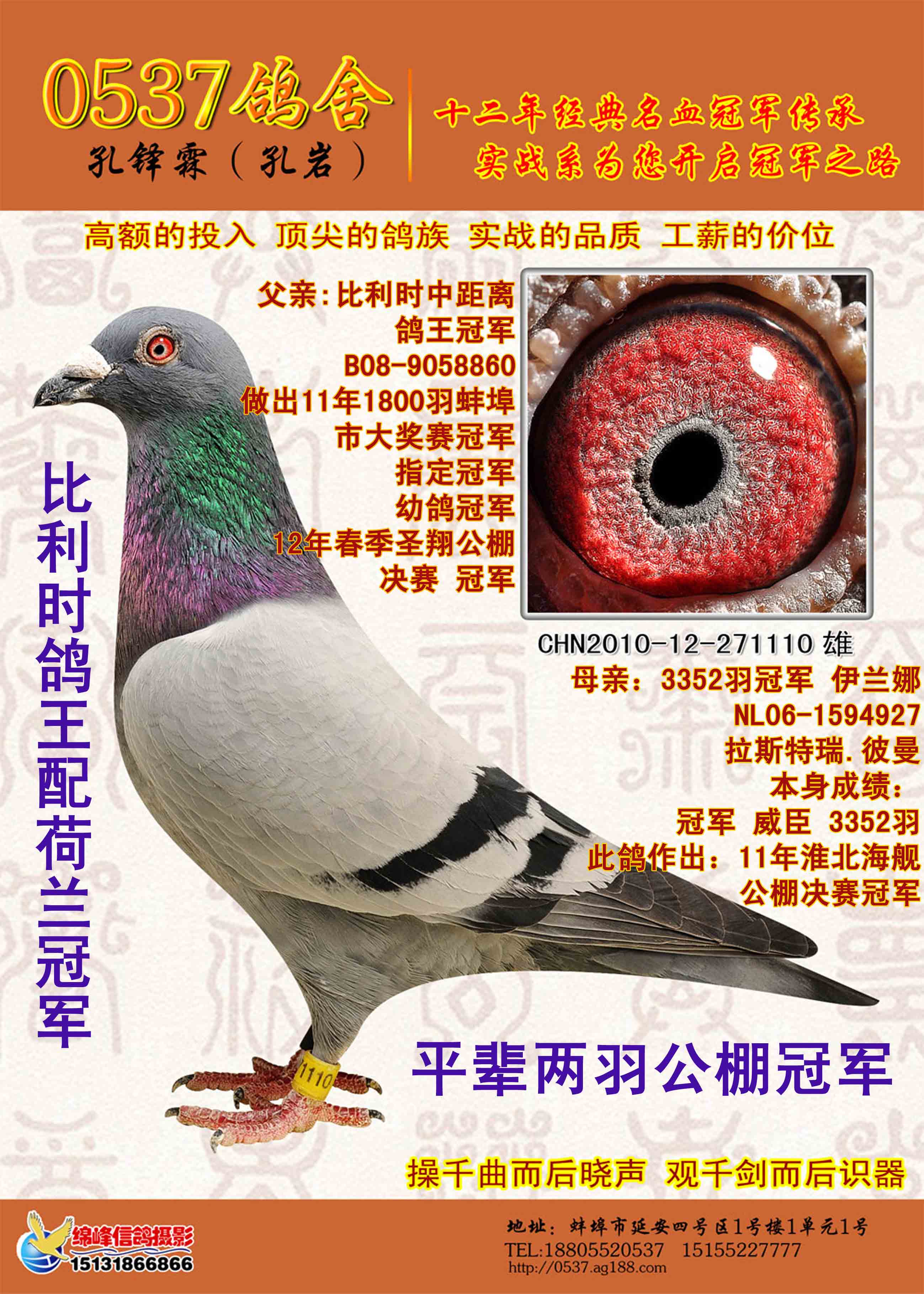 比利时鸽王配荷兰npo冠军 保证金级 拍卖
