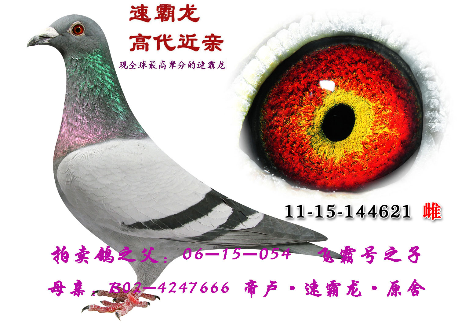 速霸龙[梦幻配对]阿尔伯特×宝拉高代 054 666 保证金级 拍卖