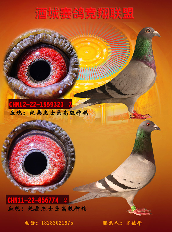 纯桑杰士系高级种鸽配对! 保证金级 拍卖