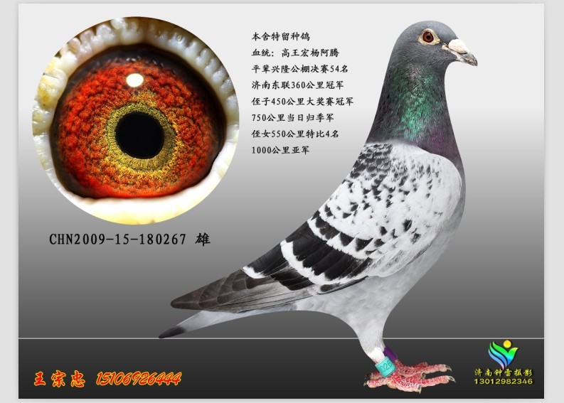 超级种鸽 保证金级 拍卖