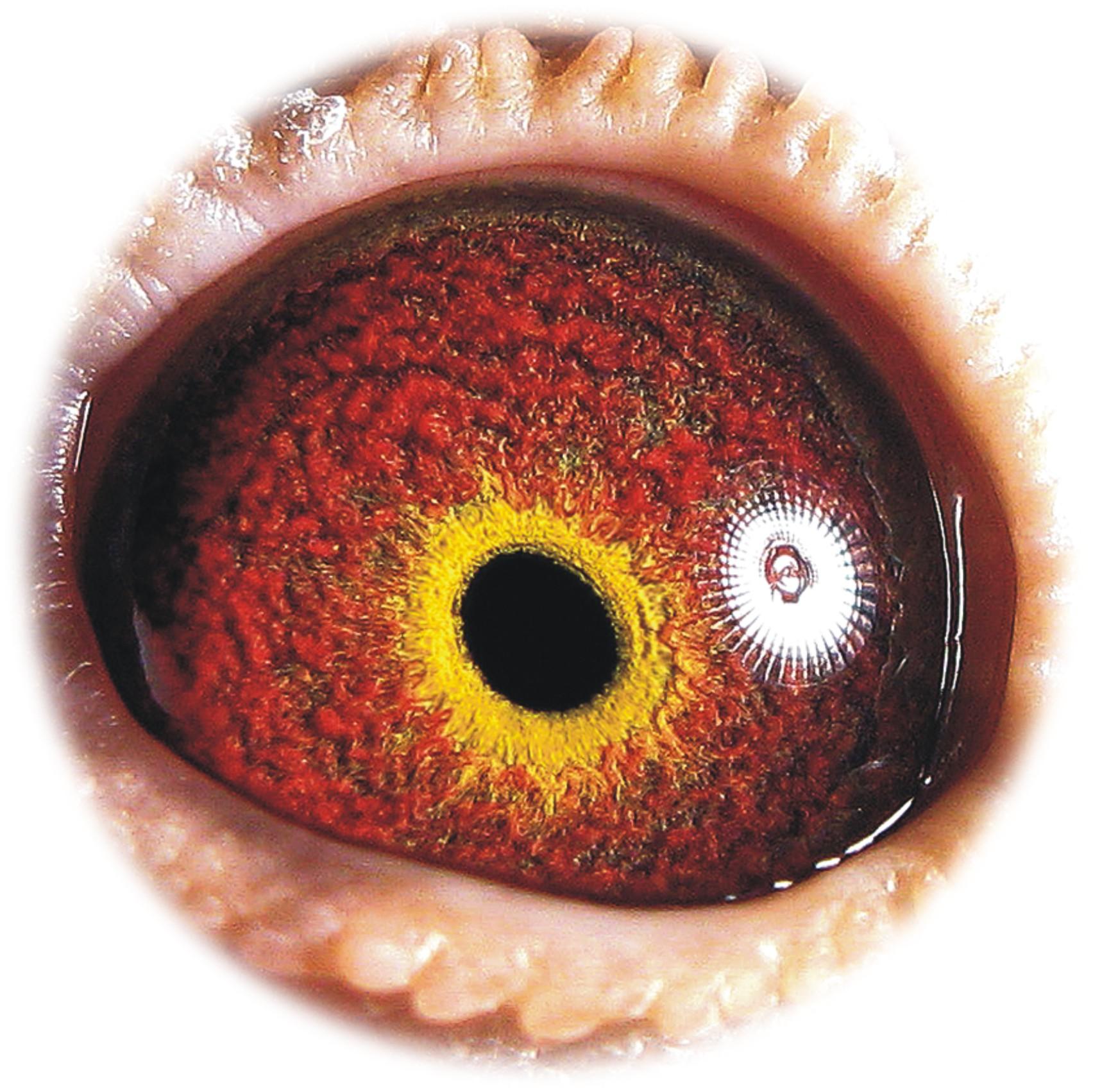 天津火箭基地鸽业在线拍鸽