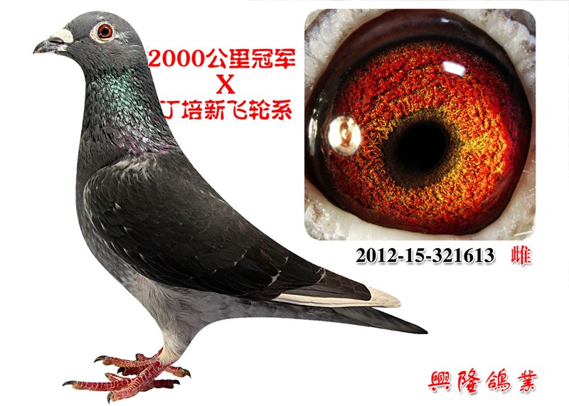 丁培新飞轮系 保证金级 拍卖