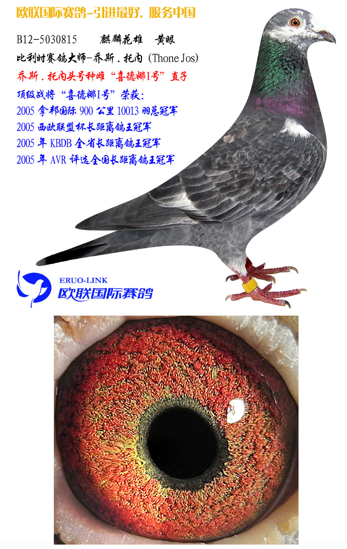 血统书: 查看大图 详细介绍: b12-5030815 花头拉文 麒麟花