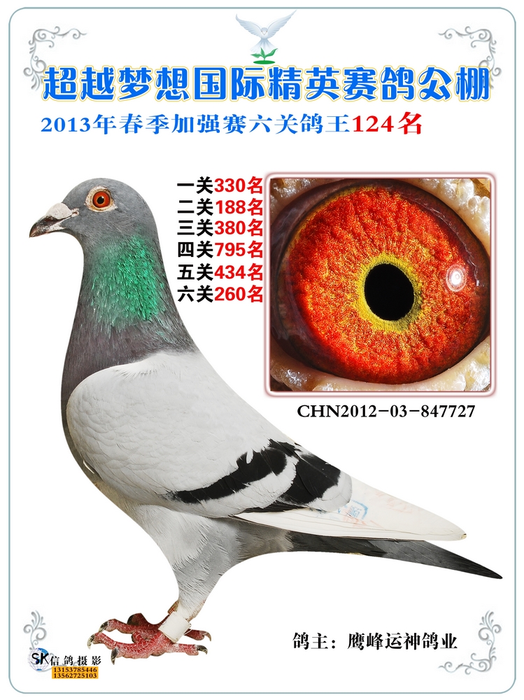 超越梦想公棚六关鸽王124名 保证金级 拍卖