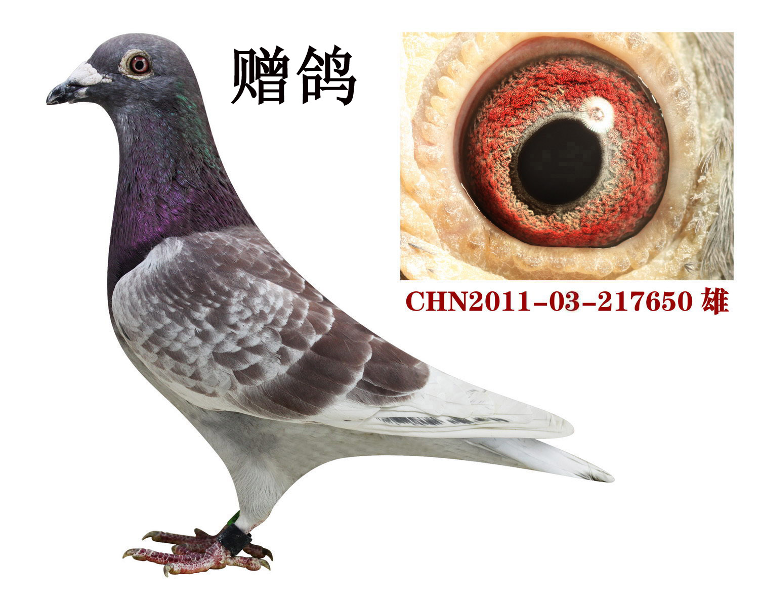 信鸽足环号查询系统_信鸽足环号查询网站_20