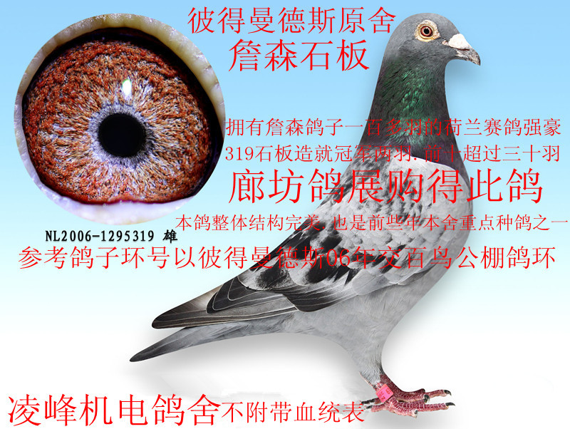 詹森石板 保证金级 拍卖
