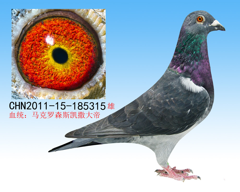 马克罗森斯 保证金级 拍卖