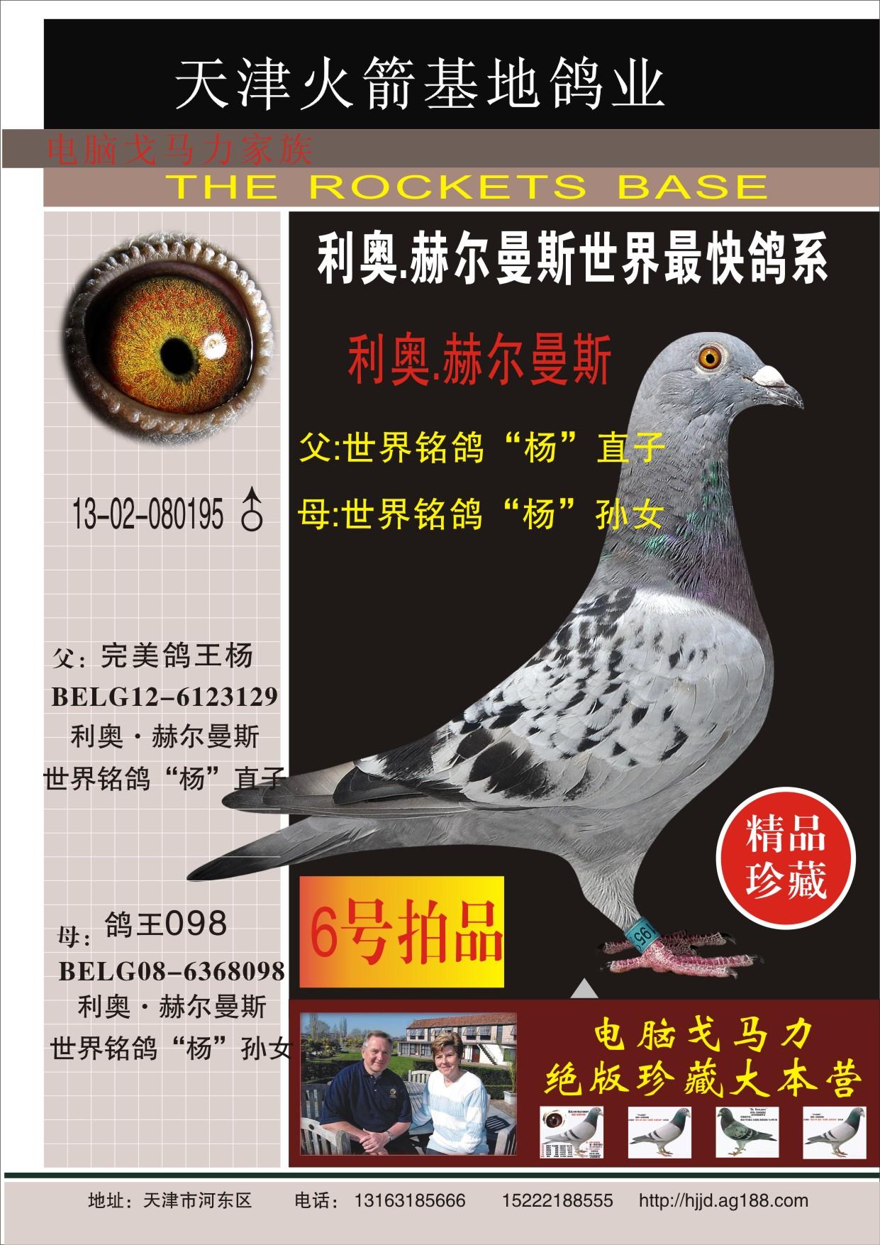 信鸽在线拍卖平台 - 中国信鸽信息网
