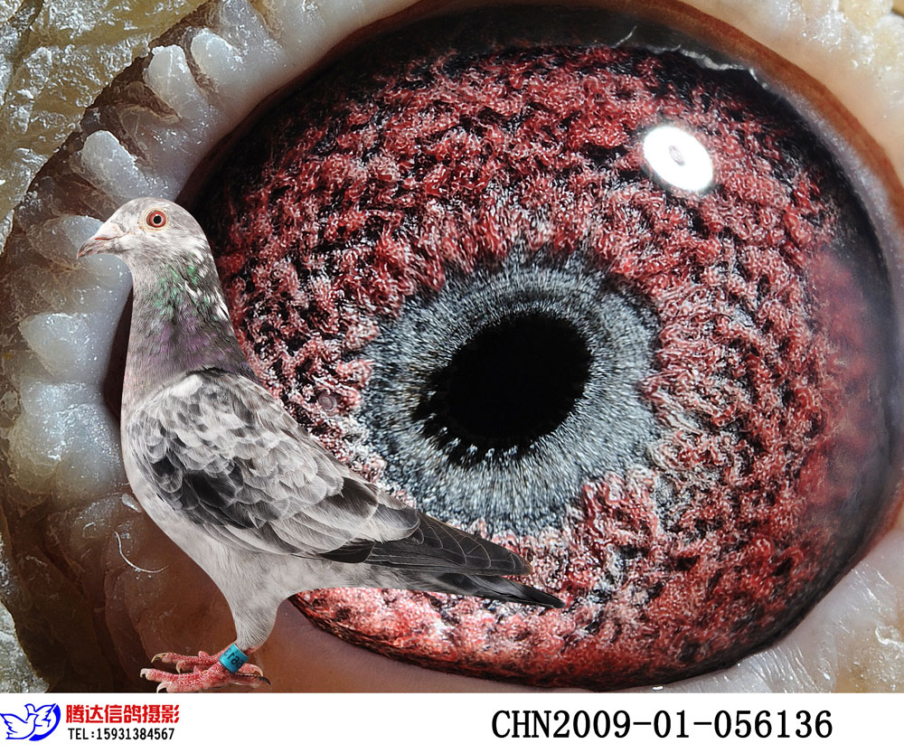 信鸽在线拍卖平台