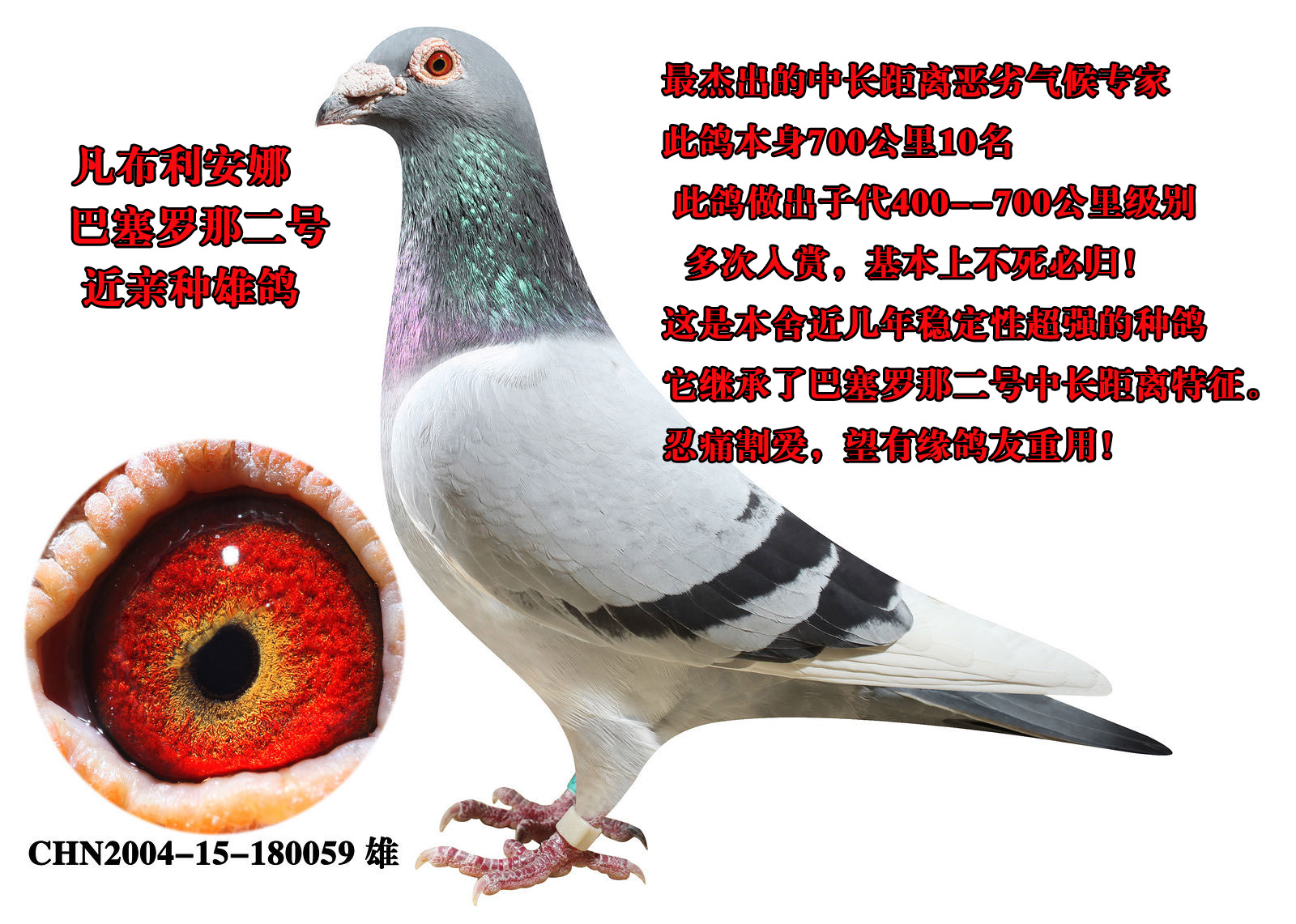 凡布利安娜超级种雄 保证金级 拍卖