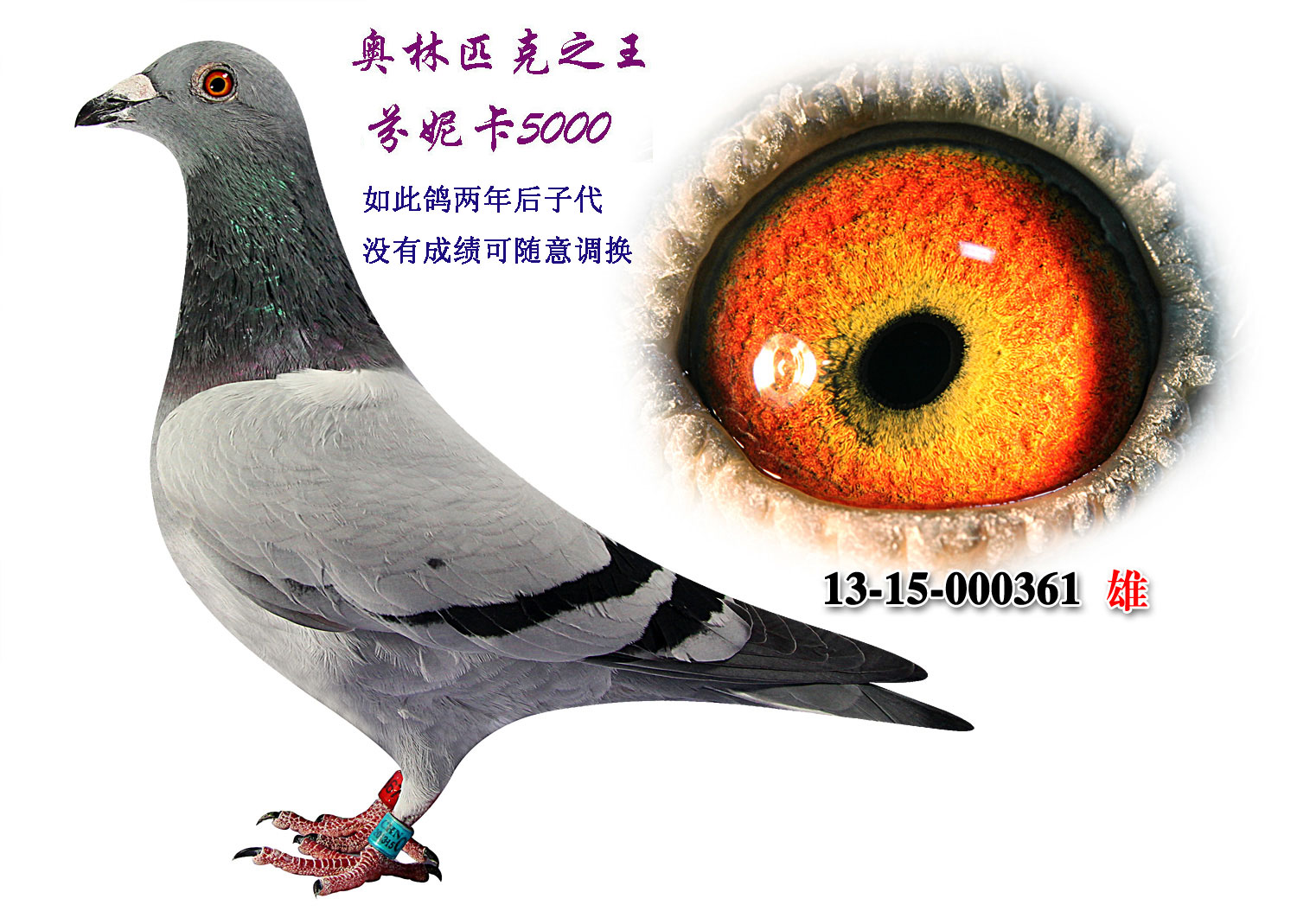奥林匹克之王.芬妮卡5000 保证金级 拍卖