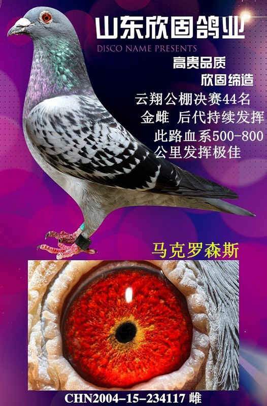 信鸽在线拍卖平台