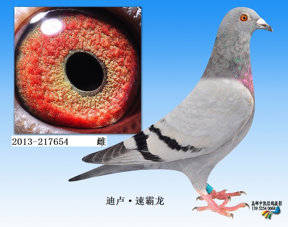 迪卢速霸龙 2013-217654 B08-4003707 X B06-4126867 此配对是金陵八号鸽主亲自到比利时挑选是迪卢-速霸龙亲自配对。 B08-4003707雄本身获奖3次。亚精顿25名、图例赛区98名、维尔宗88名,做出子代获530公里冠军、亚军等高奖位多羽.。 B06-4126867雌是一羽黄金种鸽做出子代获530公里冠军、亚军等高奖位多羽。。(此配对是迪卢-速霸龙直接作出的大名鸽阿莱尔特X高拉儿子回血鸽、直孙获2003年长距离全国鸽王1位、99年长距离全国鸽王7位)。 金陵八号全国鸽展