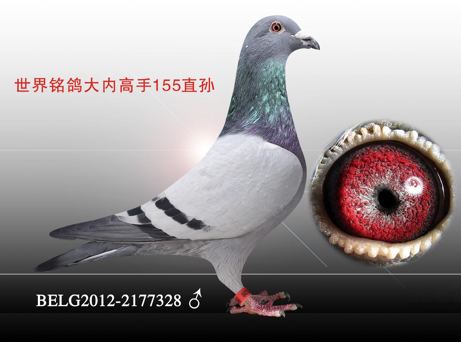 天津火箭基地鸽业 - 中信网铭鸽展厅 www.ag188.com