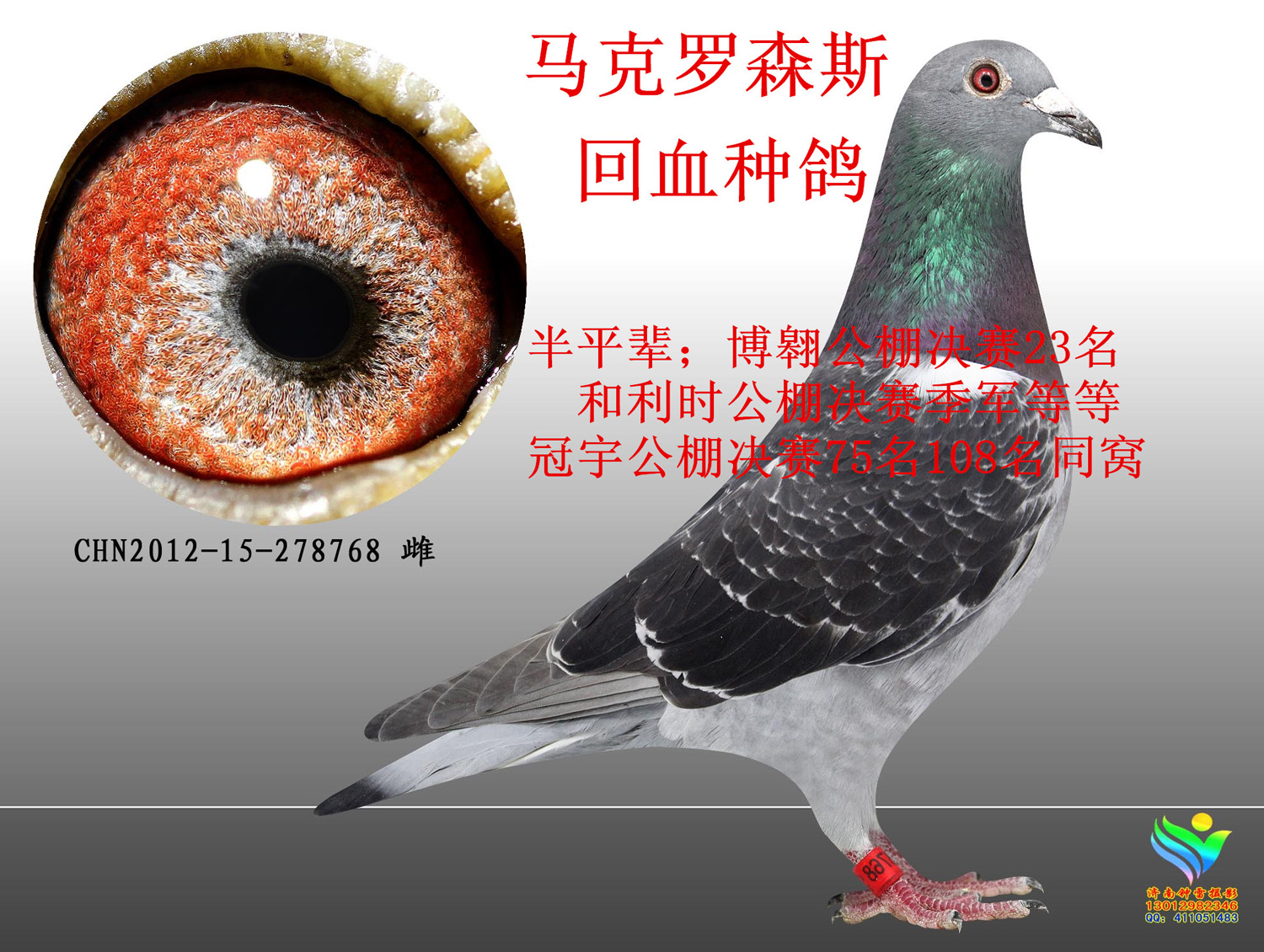 马克罗森斯8号 保证金级 拍卖