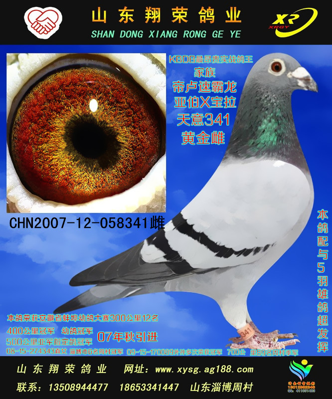 翔荣鸽业 帝卢速霸龙"实战"黄金配对 保证金级 拍卖