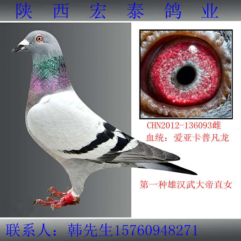 信鸽在线拍卖平台