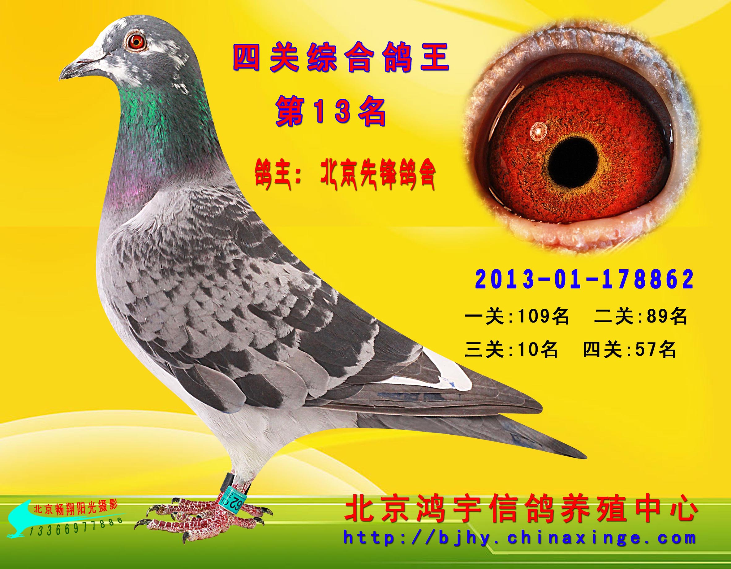 每鸽友必须自行到指定机场或可到达之长途车站取鸽.