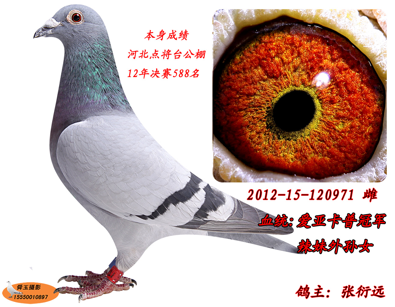 信鸽在线拍卖平台