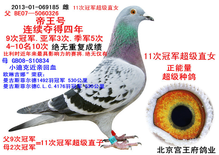 信鸽在线拍卖平台