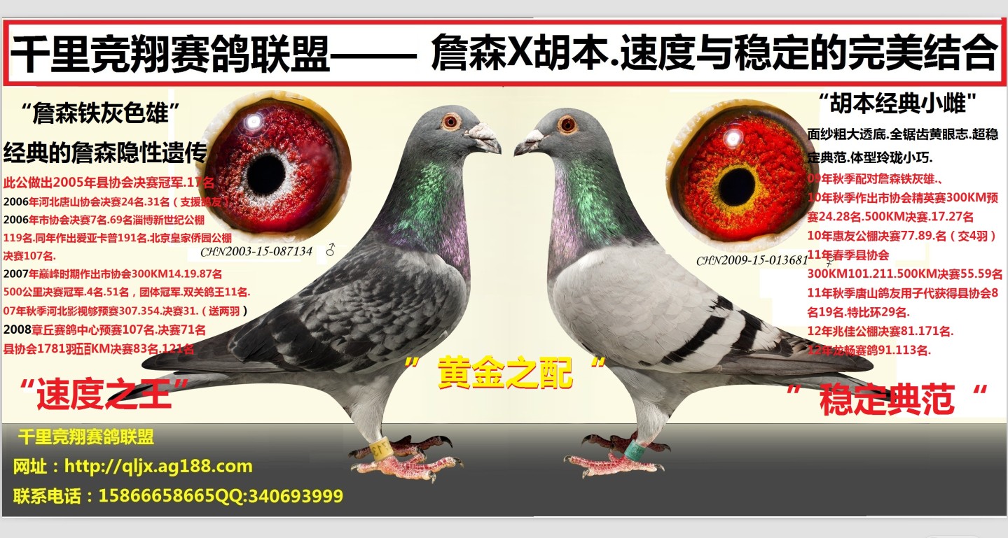 詹森石斑灰x胡本雌.速度x稳定 保证金级 拍卖
