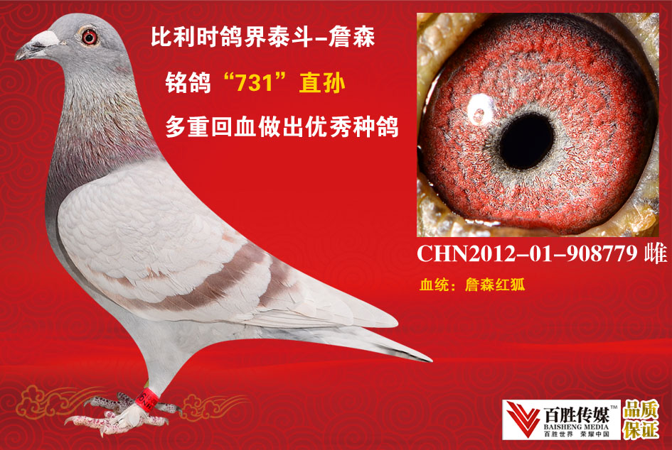 信鸽在线拍卖平台 - 中国信鸽信息网