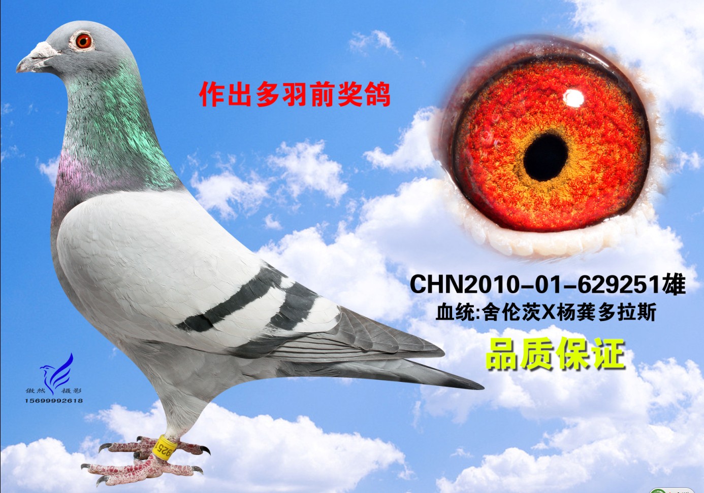 杨龚多拉斯251 保证金级 拍卖