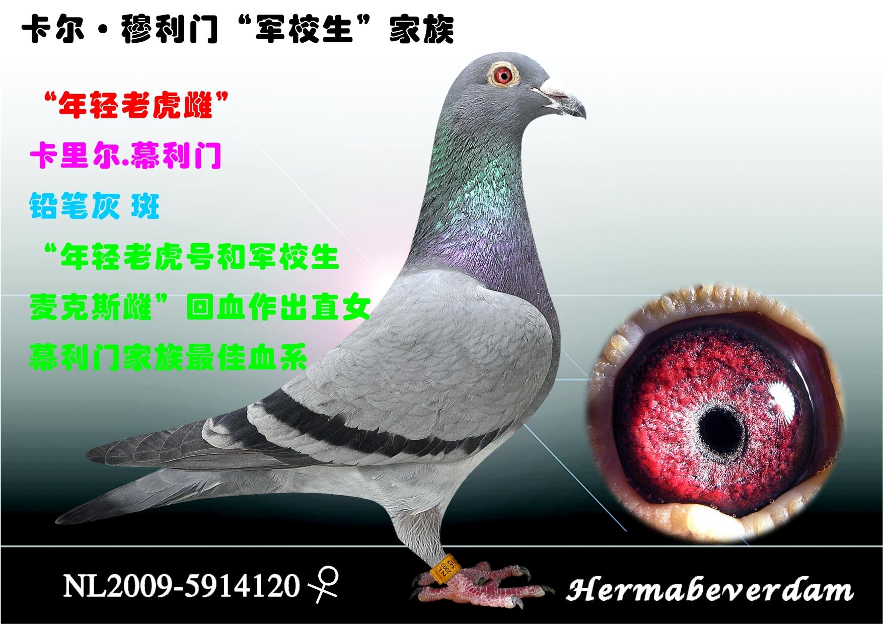幕利门军校生-4 保证金级 拍卖