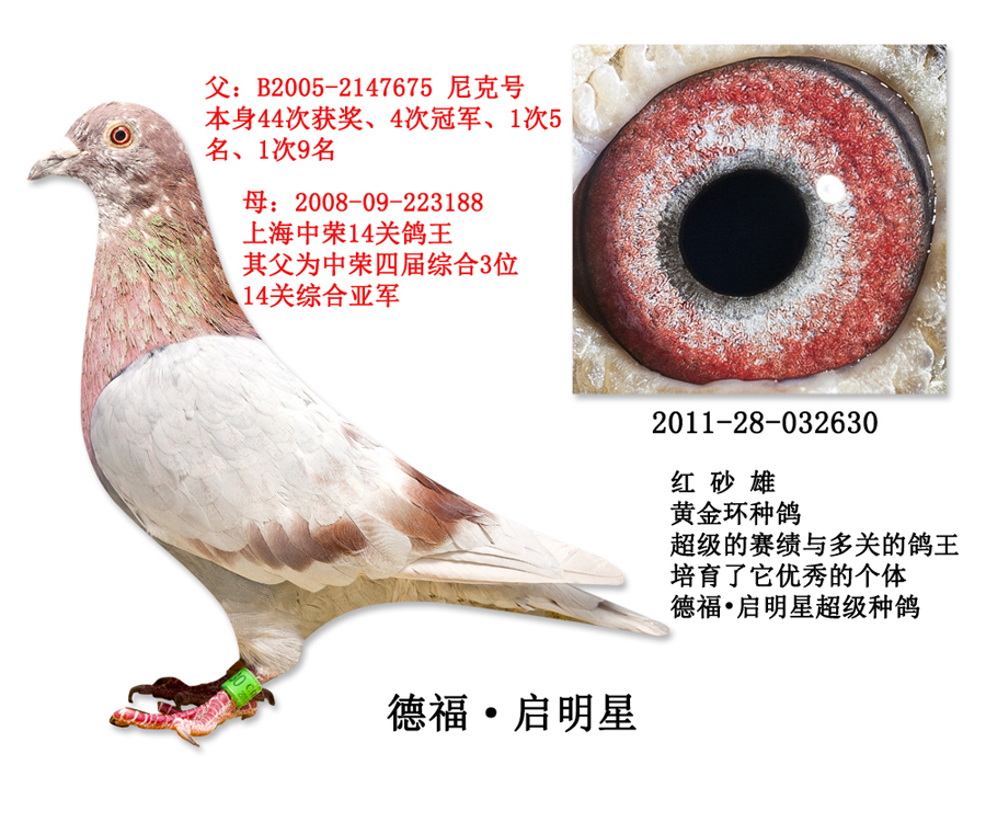 德福·启明星黄金环种鸽 保证金级 拍卖