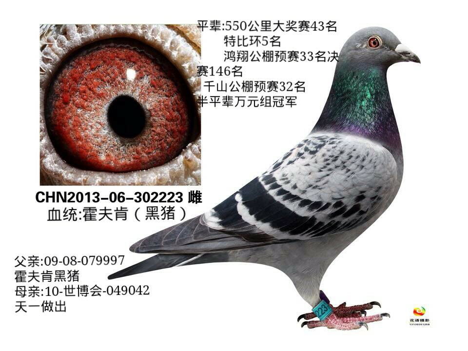 霍夫肯*天一电脑 保证金级 拍卖