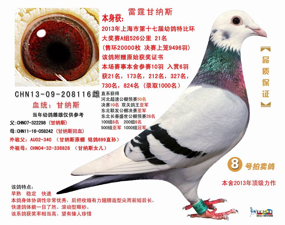 信鸽在线拍卖平台 - 中国信鸽信息网