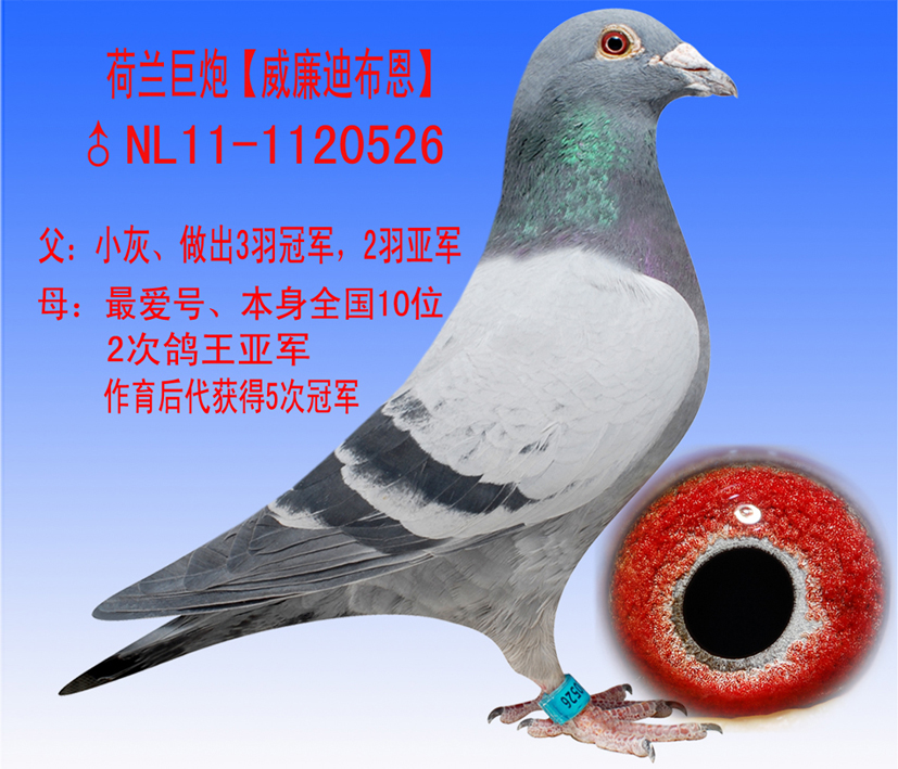 迪布恩,原鹏 保证金级 拍卖
