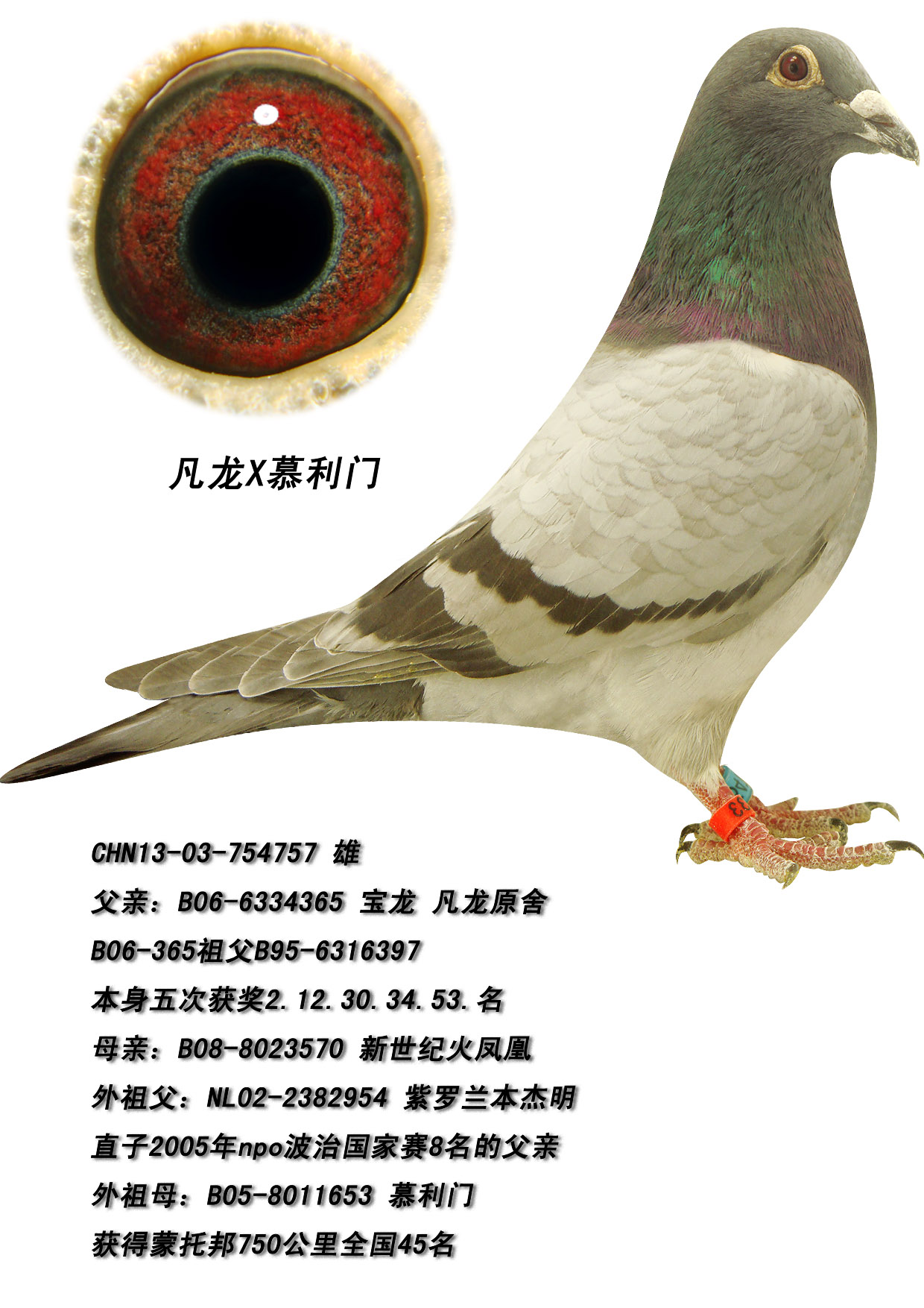 信鸽在线拍卖平台 中国信鸽信息网
