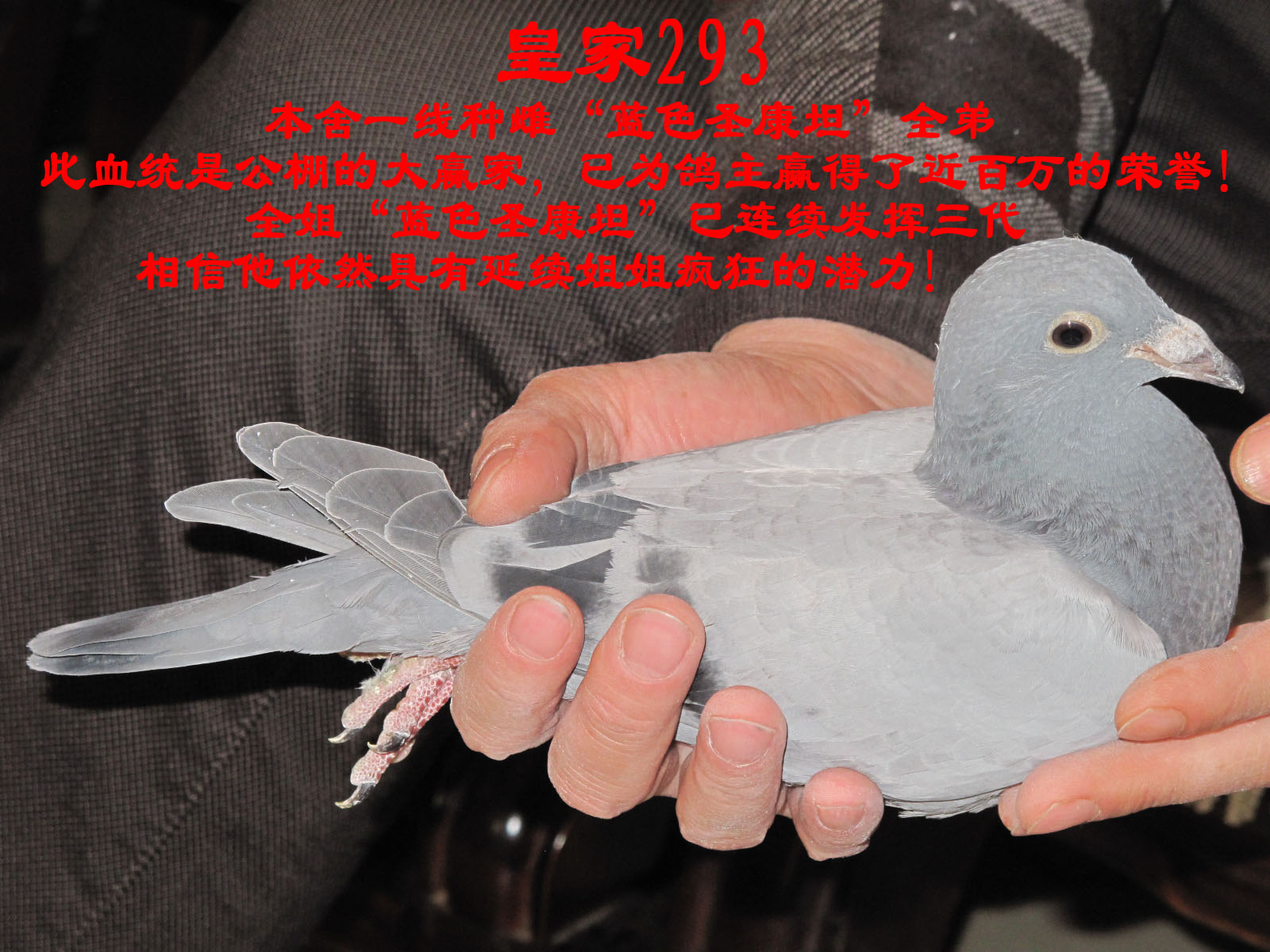 山东鸿冠鸽业在线拍鸽