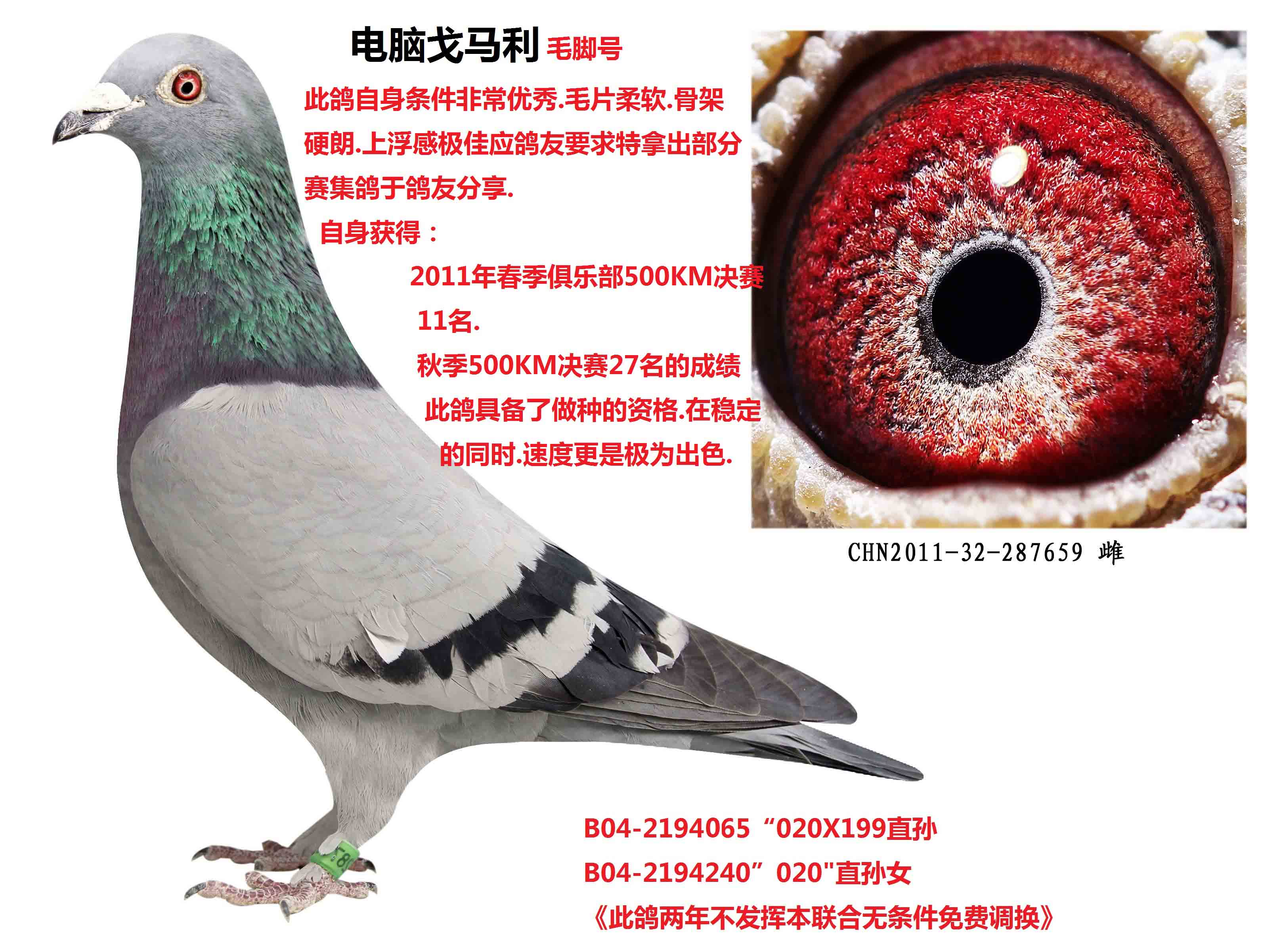 电脑.戈马力毛脚号 保证金级 拍卖