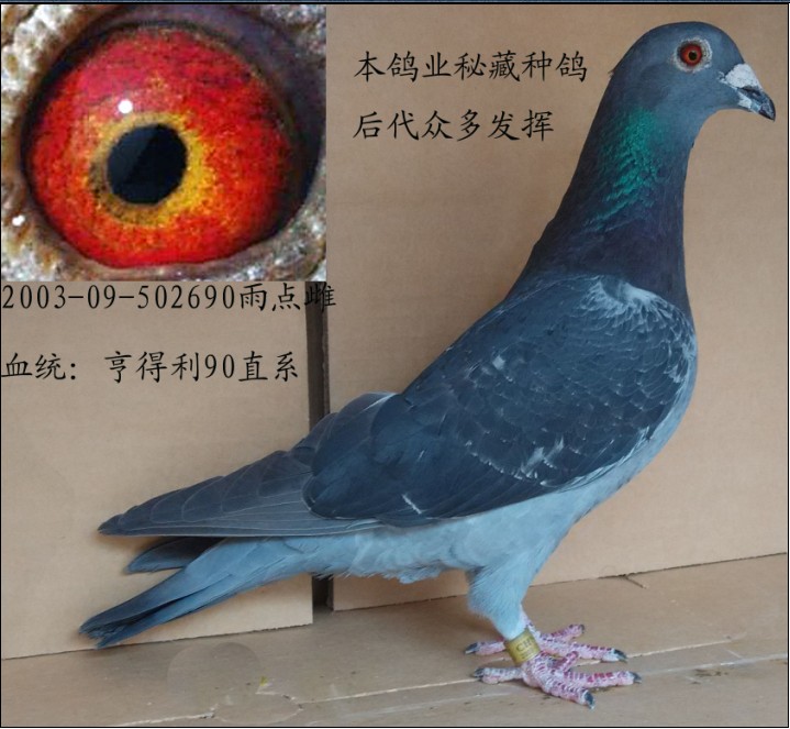 信鸽在线拍卖平台