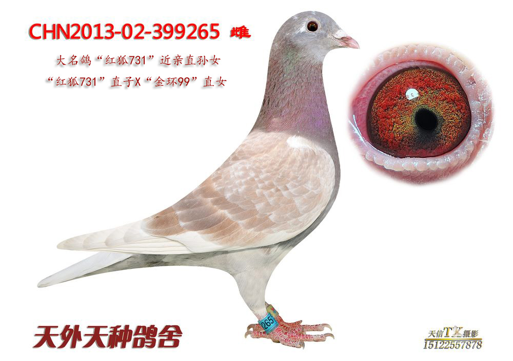 信鸽在线拍卖平台