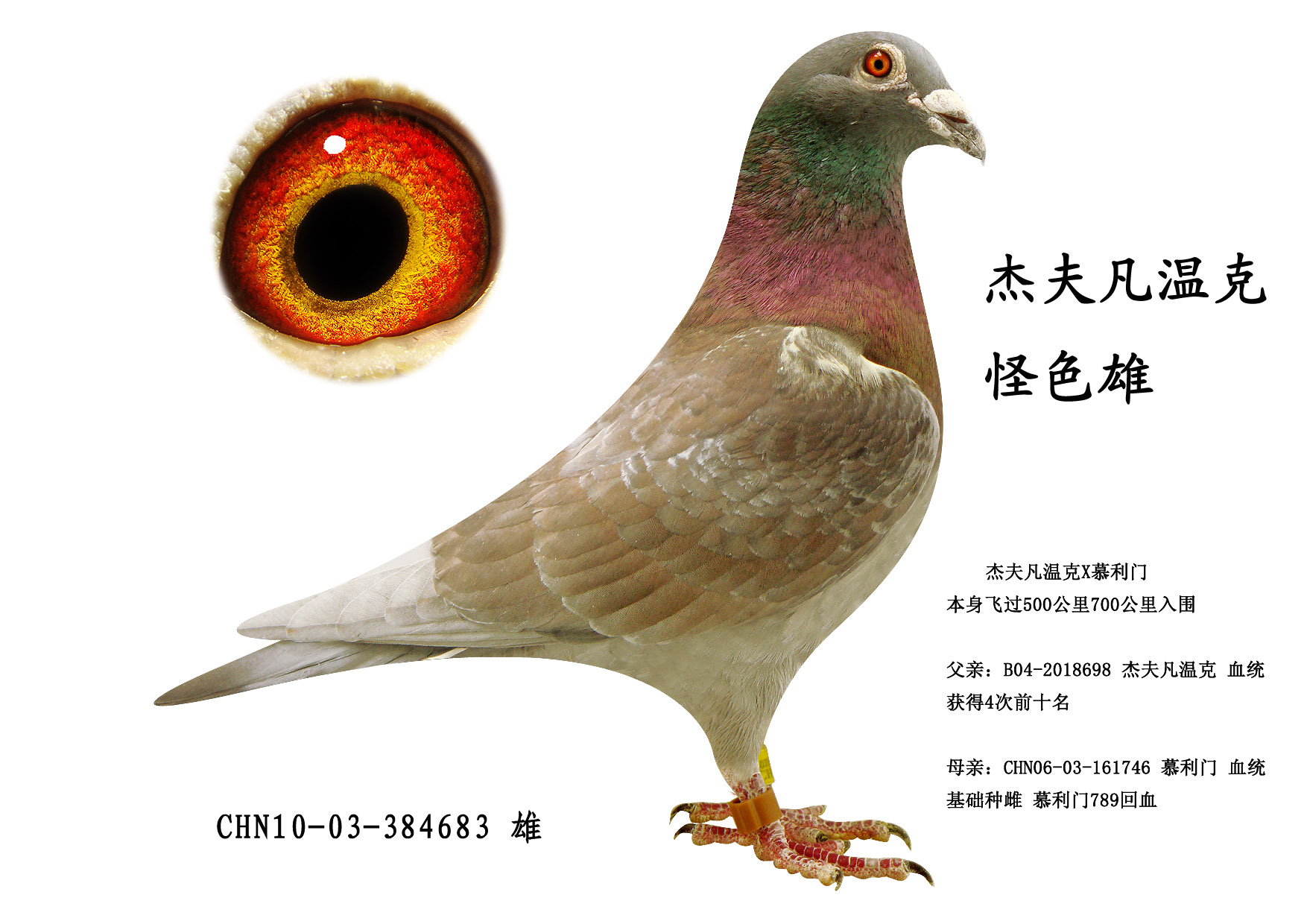 查看拍卖商品