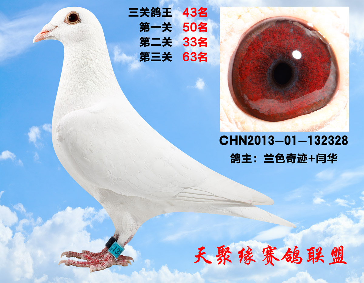 信鸽在线拍卖平台