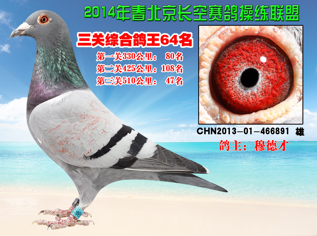 鸽王64《台湾黑马"势山"血系》 保证金级 拍卖