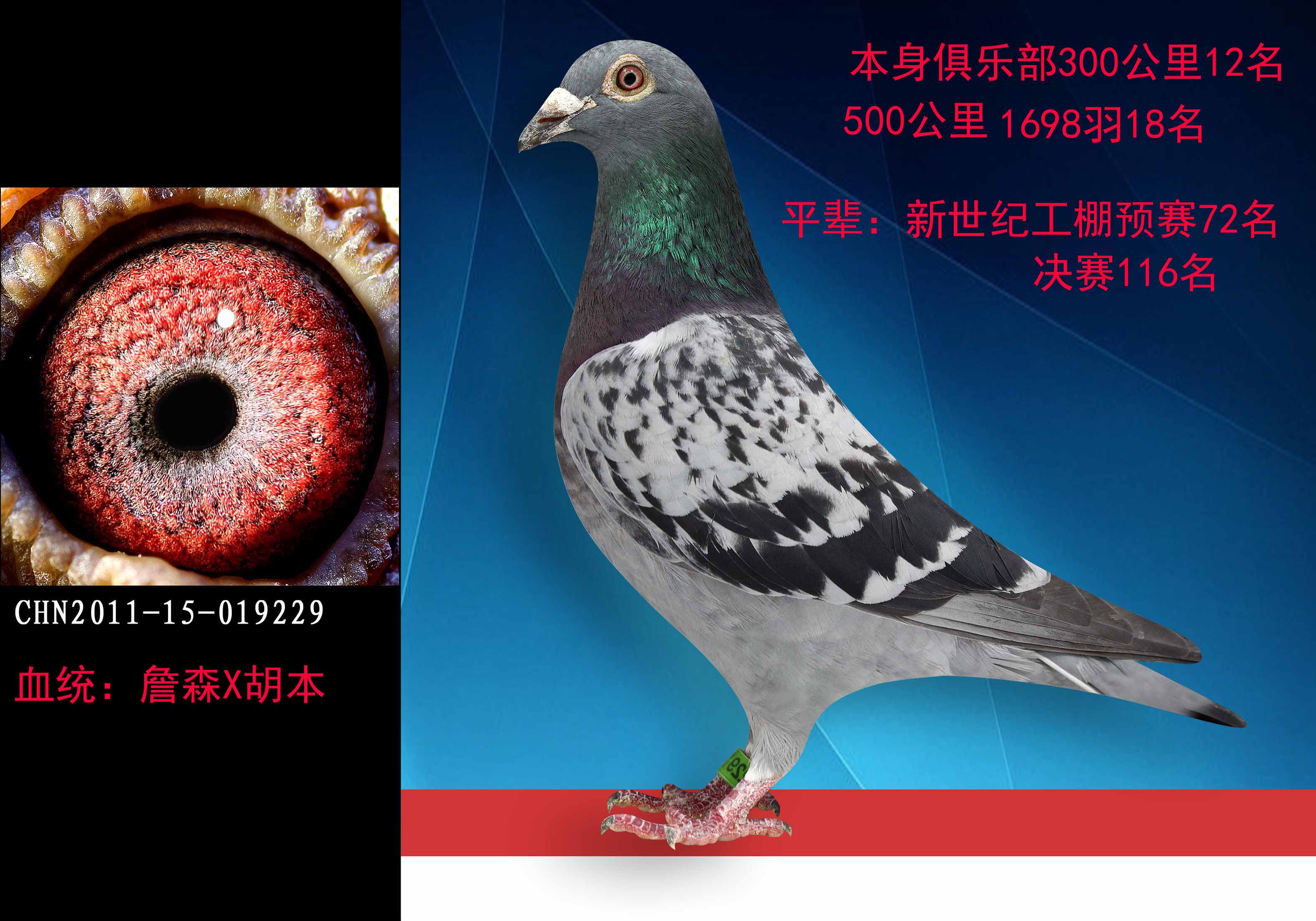 詹森x胡本 保证金级 拍卖