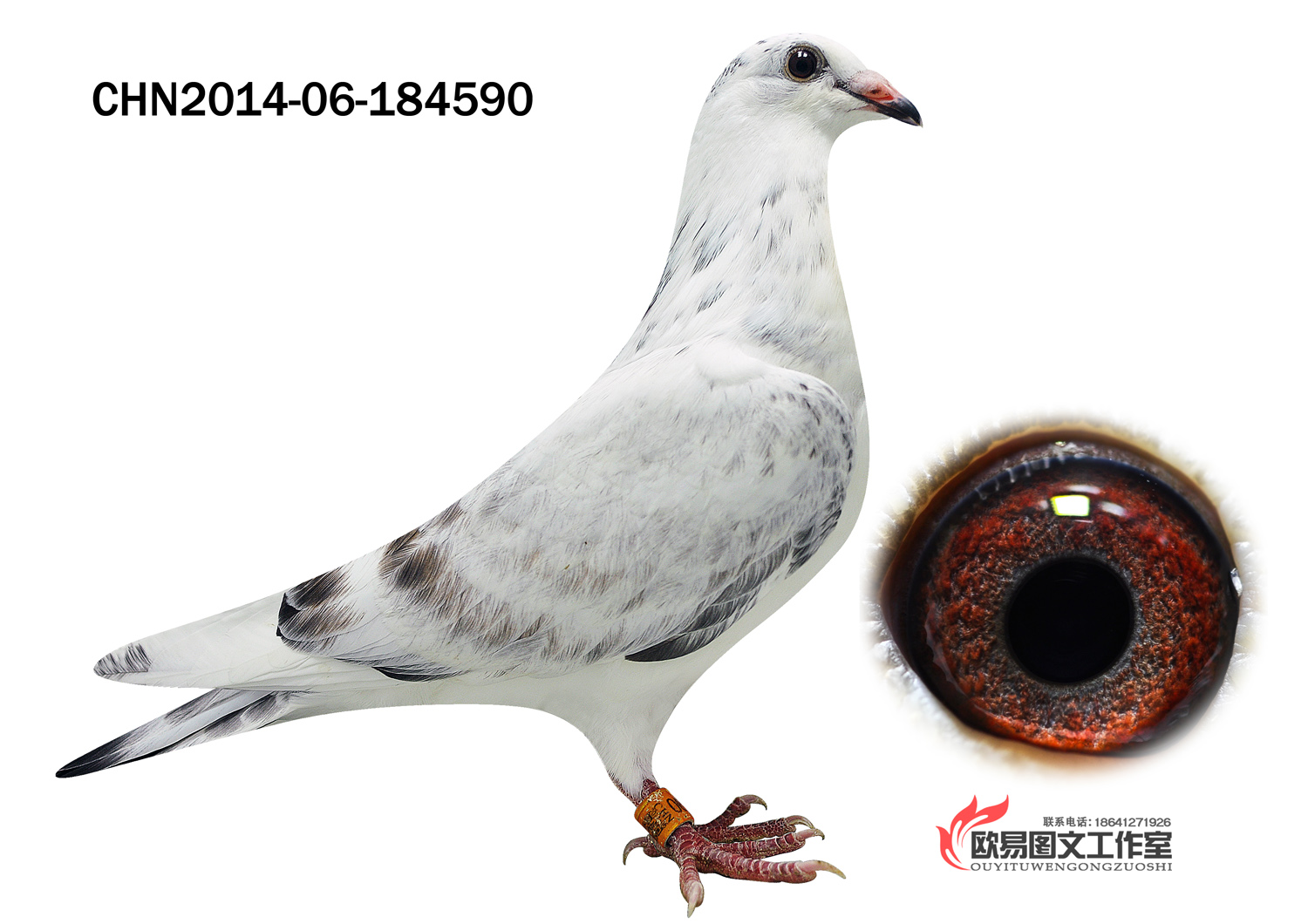 C-2014-06-184590 麒麟花 雌(参考) 精挑细选.品质保证! 嘎斯栋--奶酪590--两黄眼鸽近亲做出反出上代砂眼,非常经典!(强力推荐) 注:凡德沃尔.噶斯栋奶酪小子(卡仕伯)极端近亲外孙女,可遇不可求! 平辈和下代获奖众多,国内代表成绩:魅影骑士直孙2012年获得江苏淮安145万大奖赛季 军三关冠军!! 父亲:B07-6033128 花 黄 雄 噶斯栋-凡德瓦尔作出 钻石种公魅影骑士直孙 大铭鸽卡仕伯双重近亲回血作出.