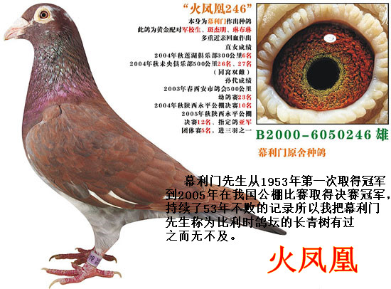 快速实战铭血火凤凰精品 保证金级 拍卖